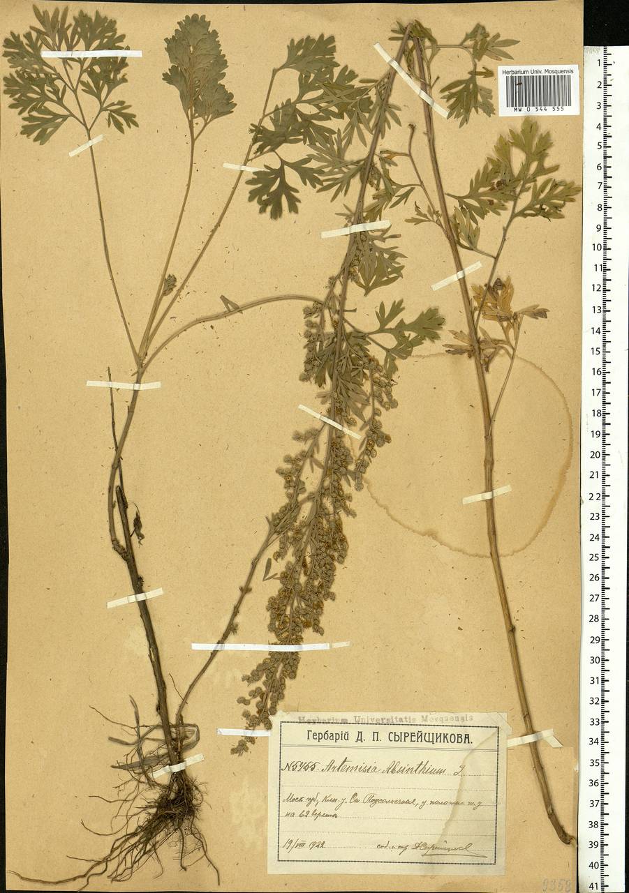 Artemisia absinthium L., Eastern Europe, Moscow region (E4a) (Russia)