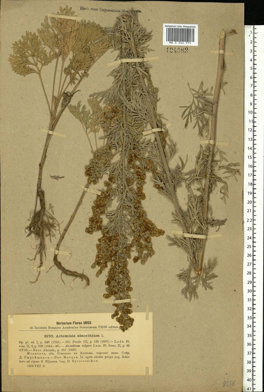 Artemisia absinthium L., Eastern Europe, Moscow region (E4a) (Russia)