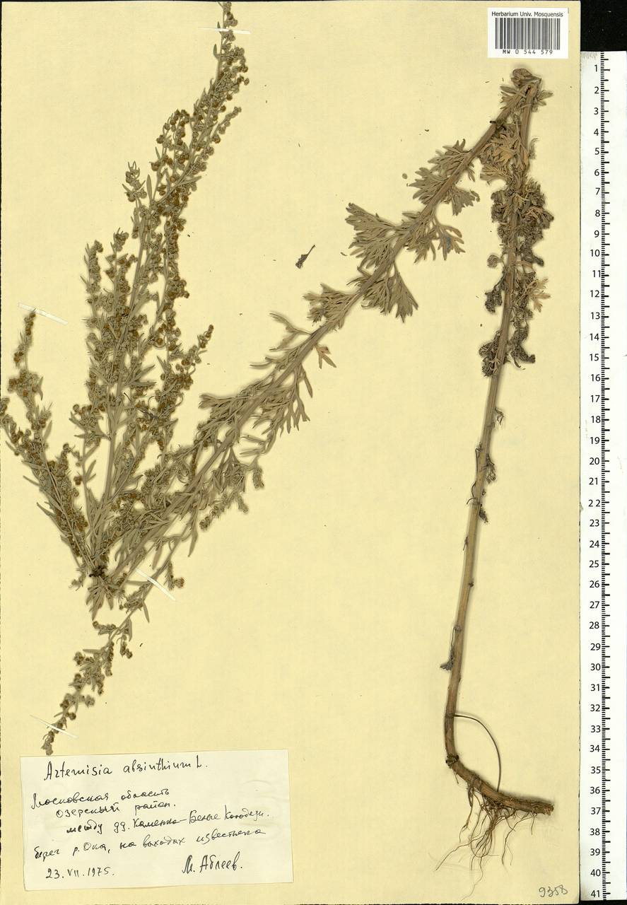 Artemisia absinthium L., Eastern Europe, Moscow region (E4a) (Russia)