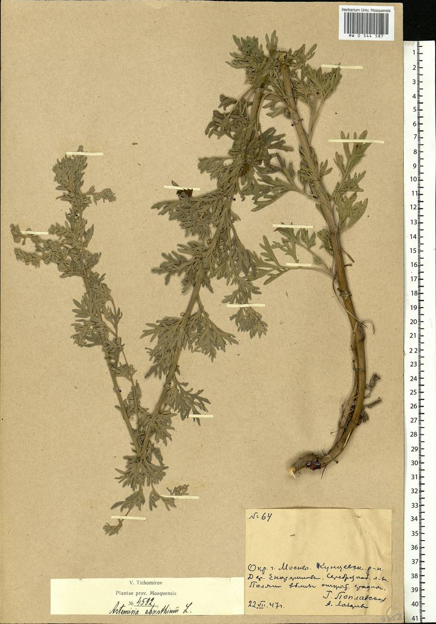 Artemisia absinthium L., Eastern Europe, Moscow region (E4a) (Russia)