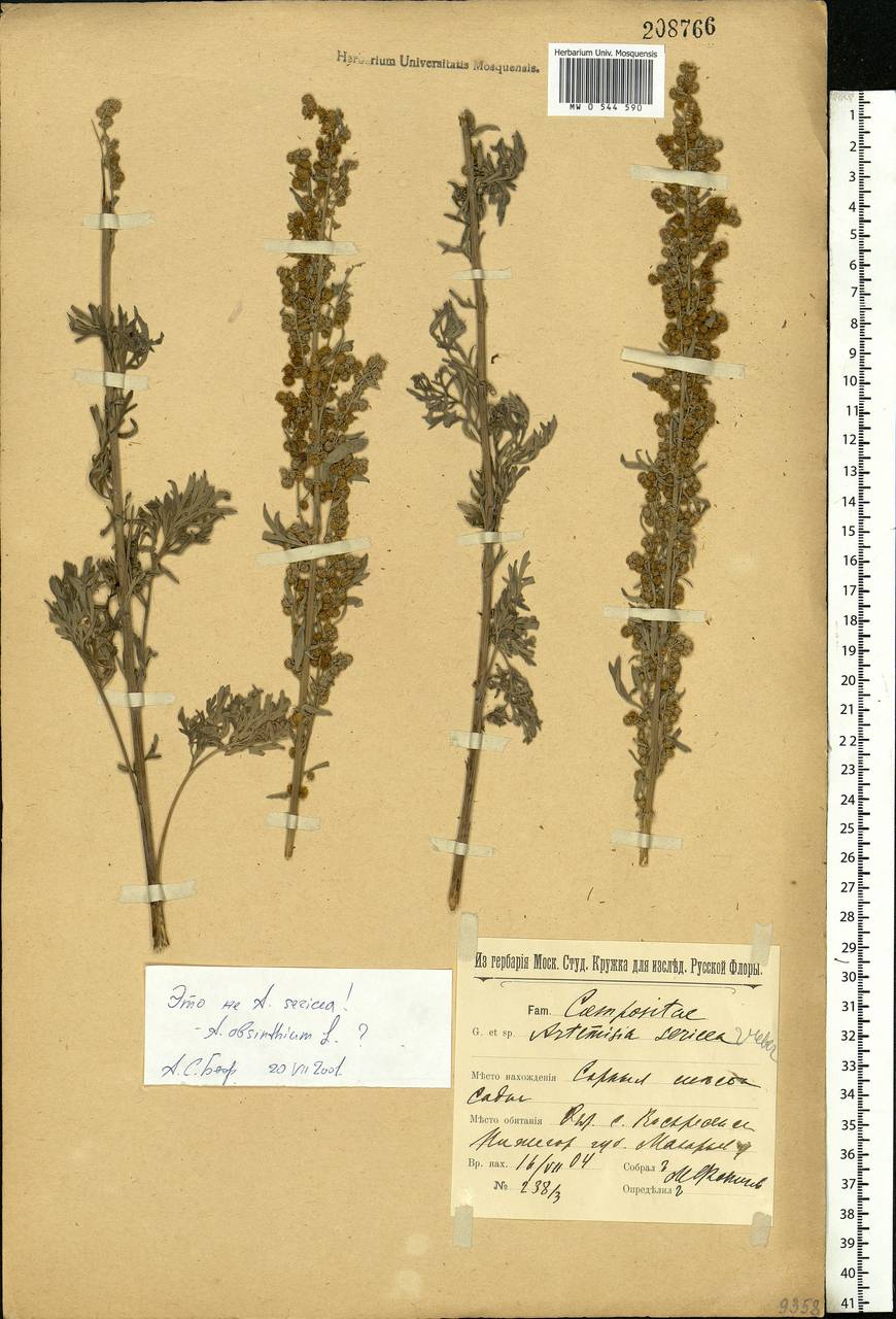 Artemisia absinthium L., Eastern Europe, Volga-Kama region (E7) (Russia)