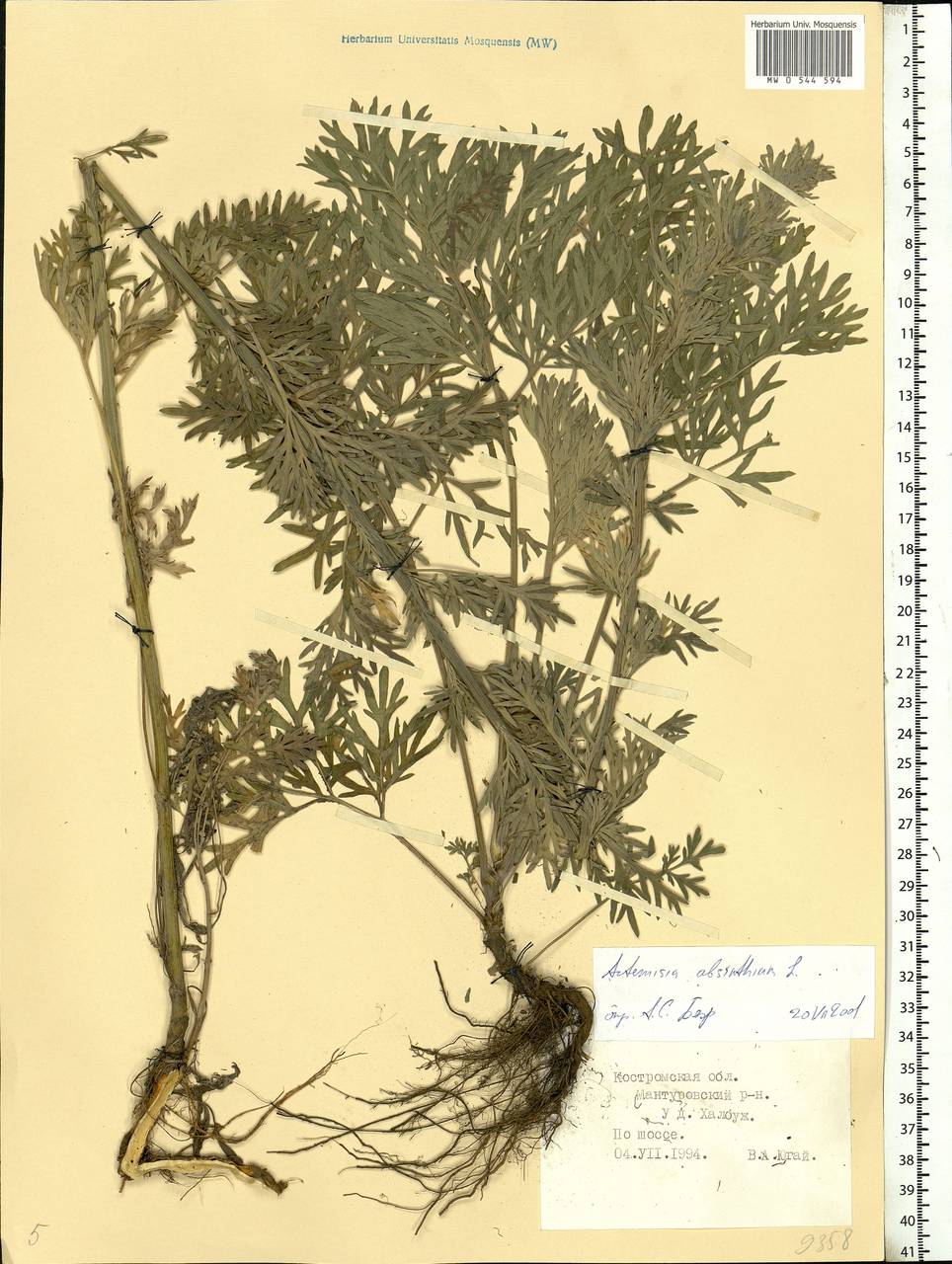 Artemisia absinthium L., Eastern Europe, Central forest region (E5) (Russia)