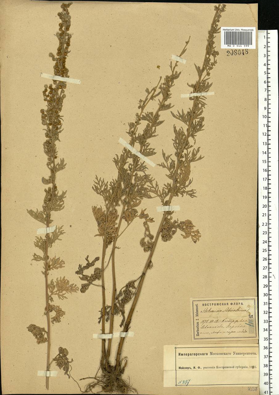 Artemisia absinthium L., Eastern Europe, Central forest region (E5) (Russia)