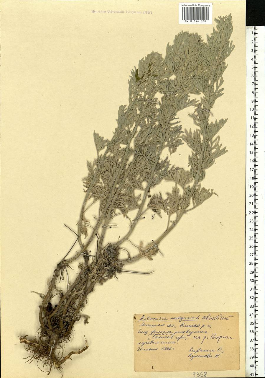 Artemisia absinthium L., Eastern Europe, Central forest-and-steppe region (E6) (Russia)