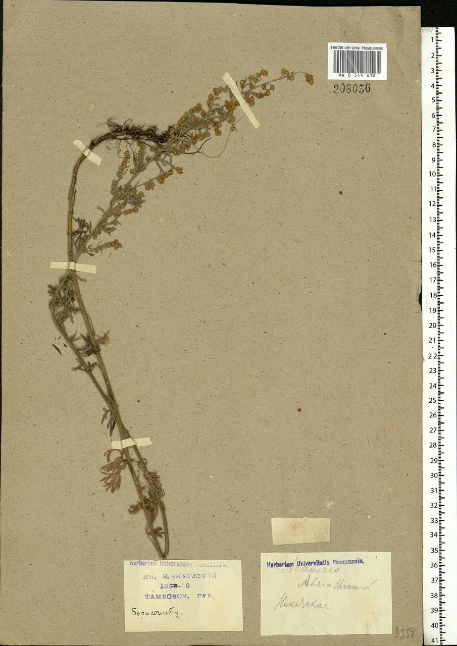 Artemisia absinthium L., Eastern Europe, Central forest-and-steppe region (E6) (Russia)