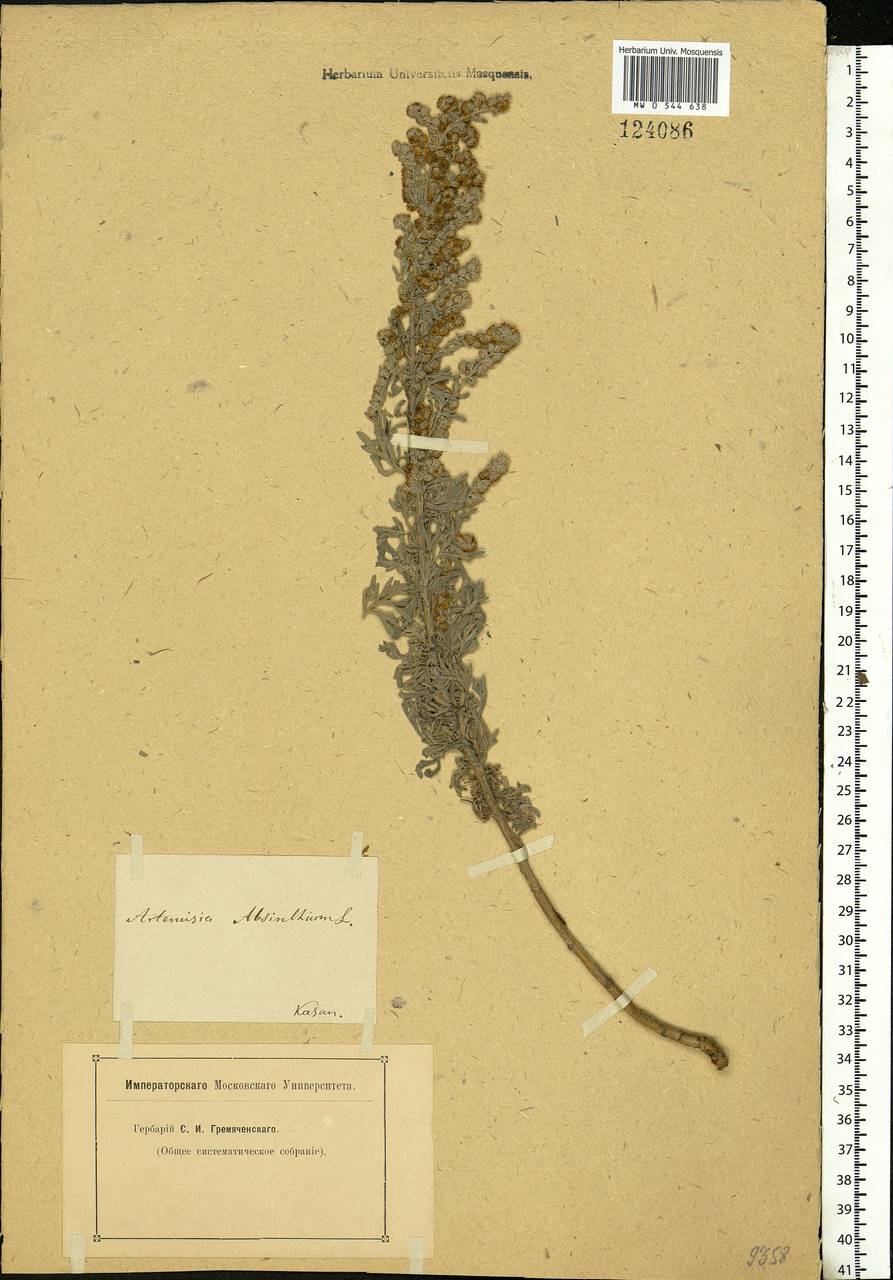 Artemisia absinthium L., Eastern Europe, Middle Volga region (E8) (Russia)