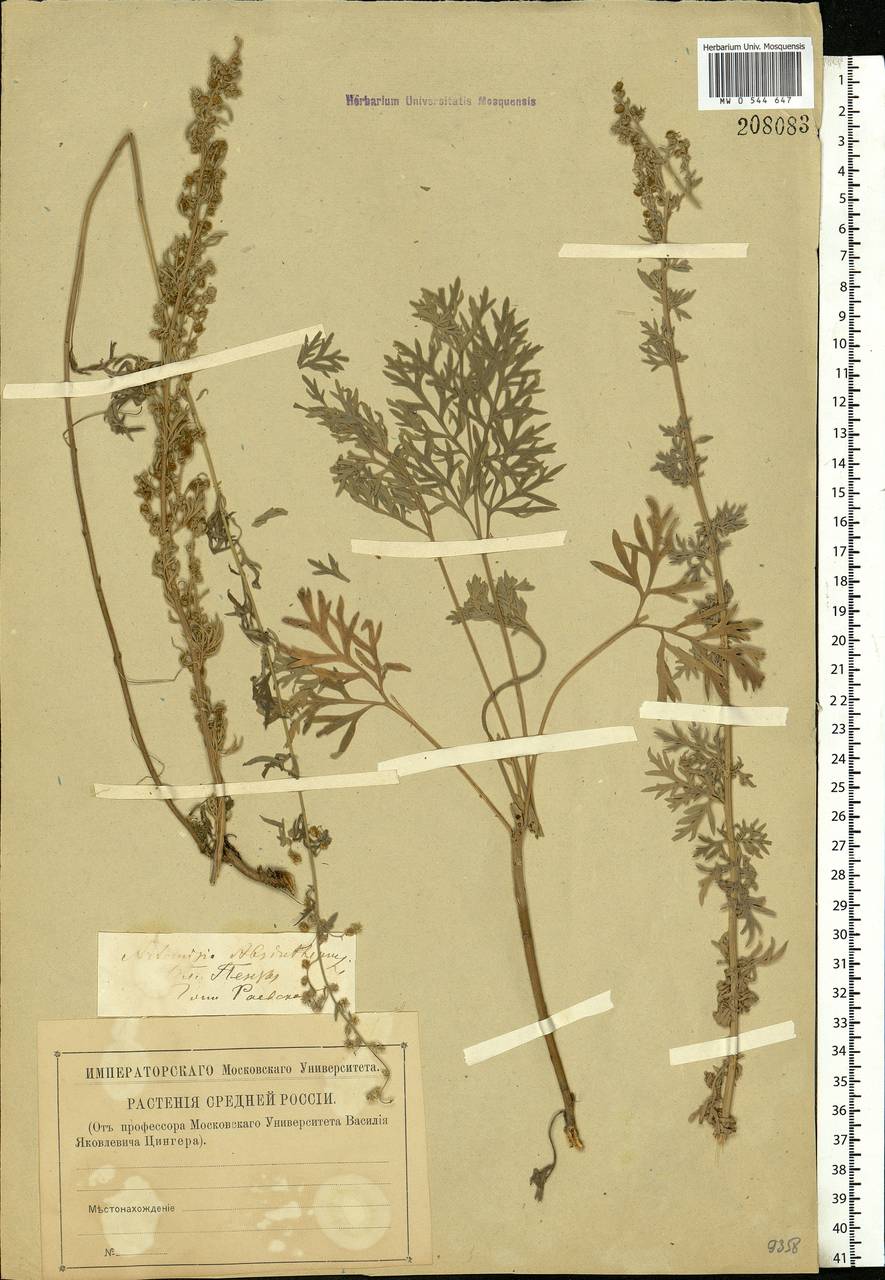 Artemisia absinthium L., Eastern Europe, Middle Volga region (E8) (Russia)