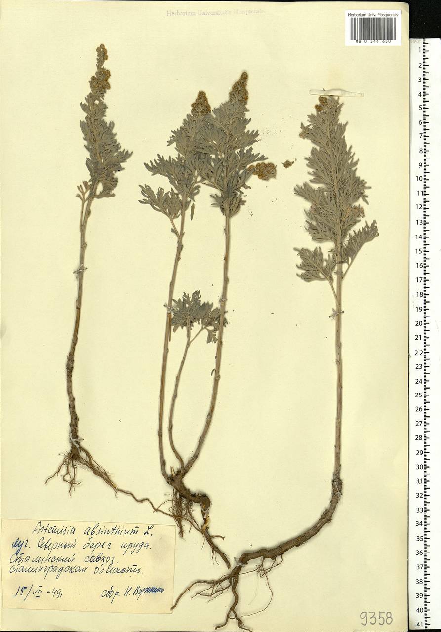 Artemisia absinthium L., Eastern Europe, Lower Volga region (E9) (Russia)