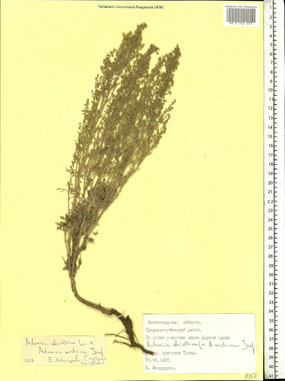 Artemisia absinthium L., Eastern Europe, Lower Volga region (E9) (Russia)