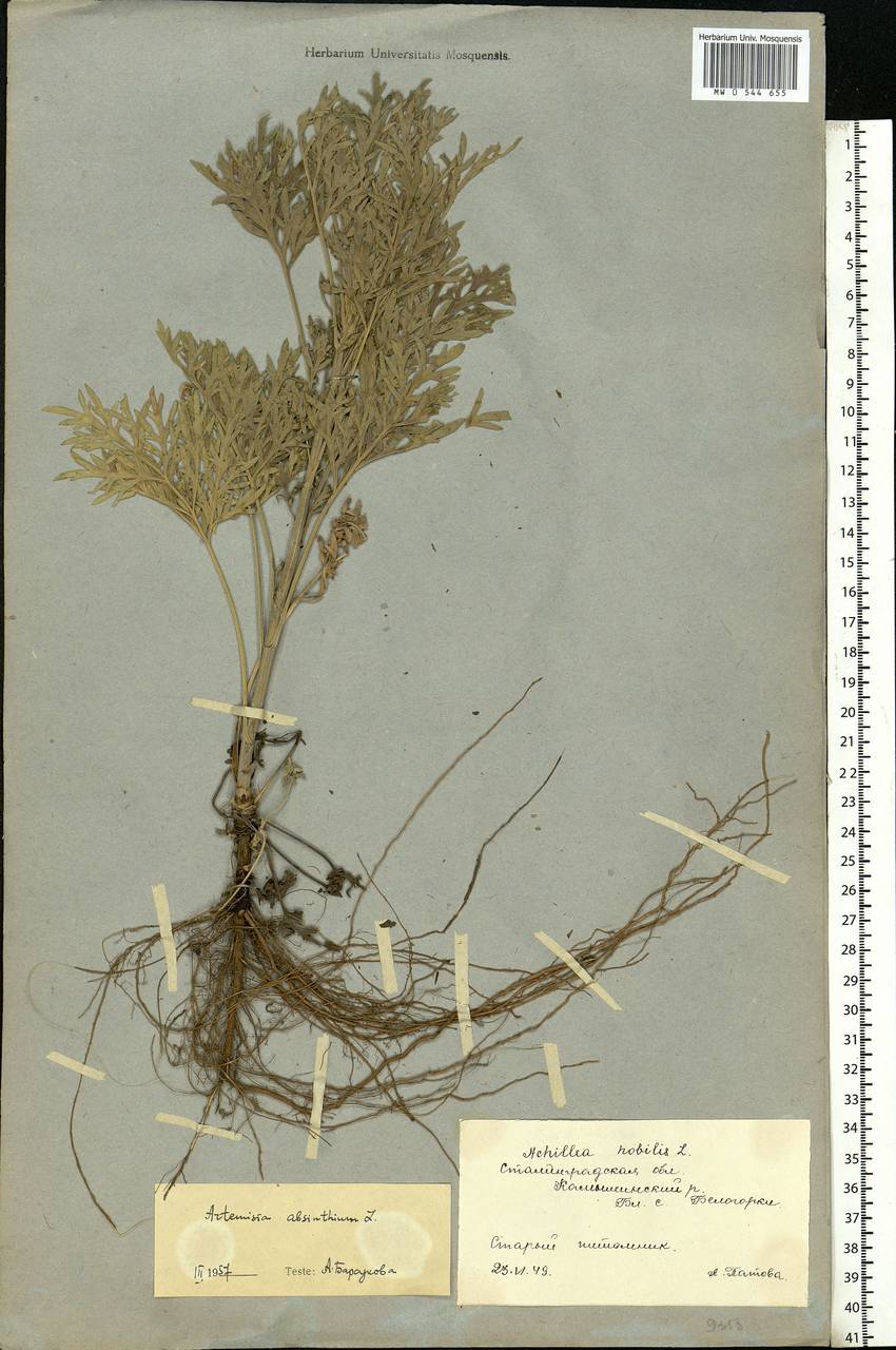 Artemisia absinthium L., Eastern Europe, Lower Volga region (E9) (Russia)