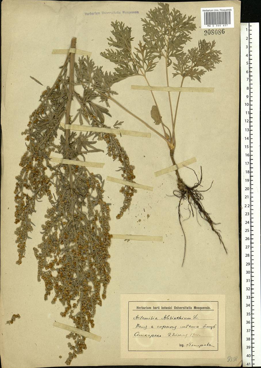 Artemisia absinthium L., Eastern Europe, Lower Volga region (E9) (Russia)