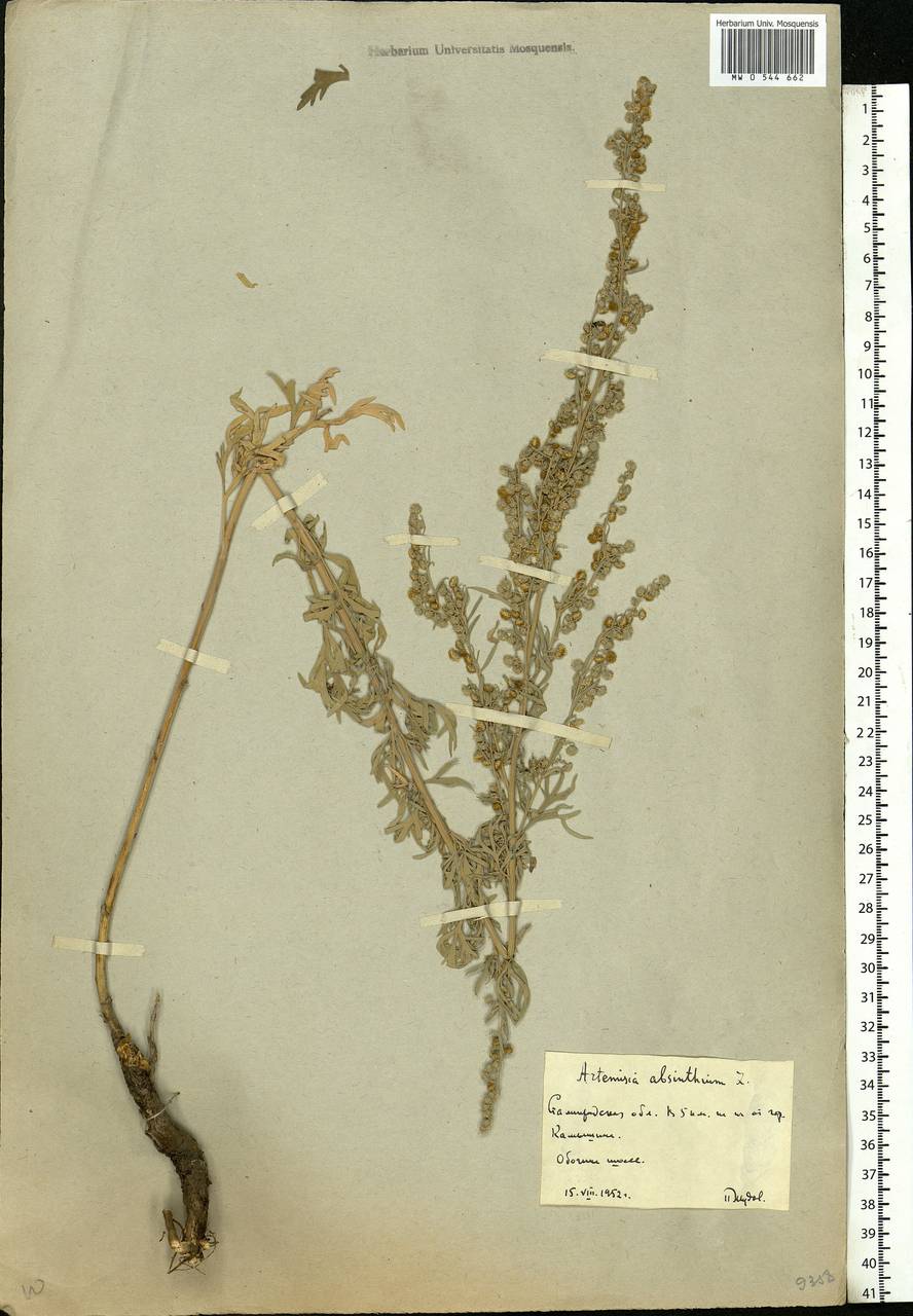Artemisia absinthium L., Eastern Europe, Lower Volga region (E9) (Russia)