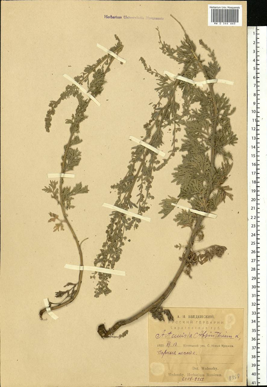 Artemisia absinthium L., Eastern Europe, Middle Volga region (E8) (Russia)