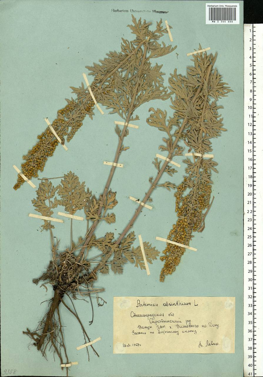 Artemisia absinthium L., Eastern Europe, Lower Volga region (E9) (Russia)