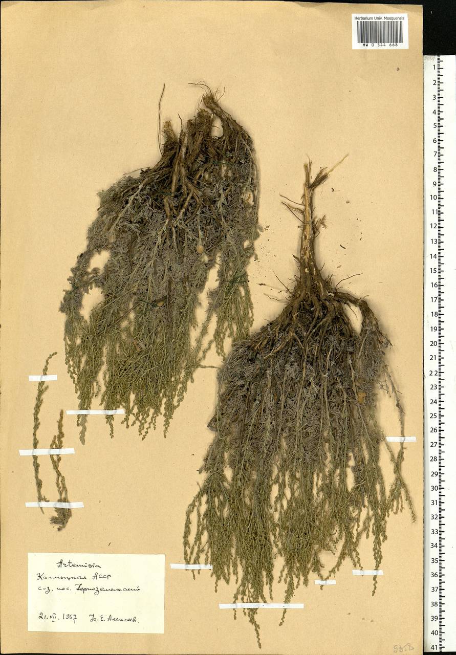 Artemisia, Eastern Europe, Lower Volga region (E9) (Russia)