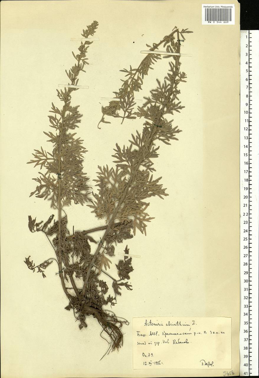 Artemisia absinthium L., Eastern Europe, Eastern region (E10) (Russia)