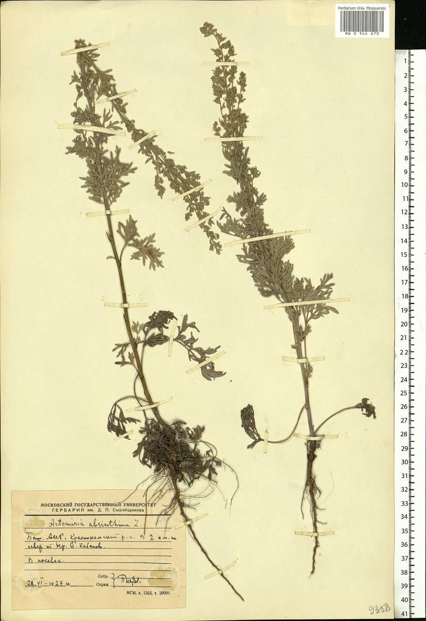 Artemisia absinthium L., Eastern Europe, Eastern region (E10) (Russia)