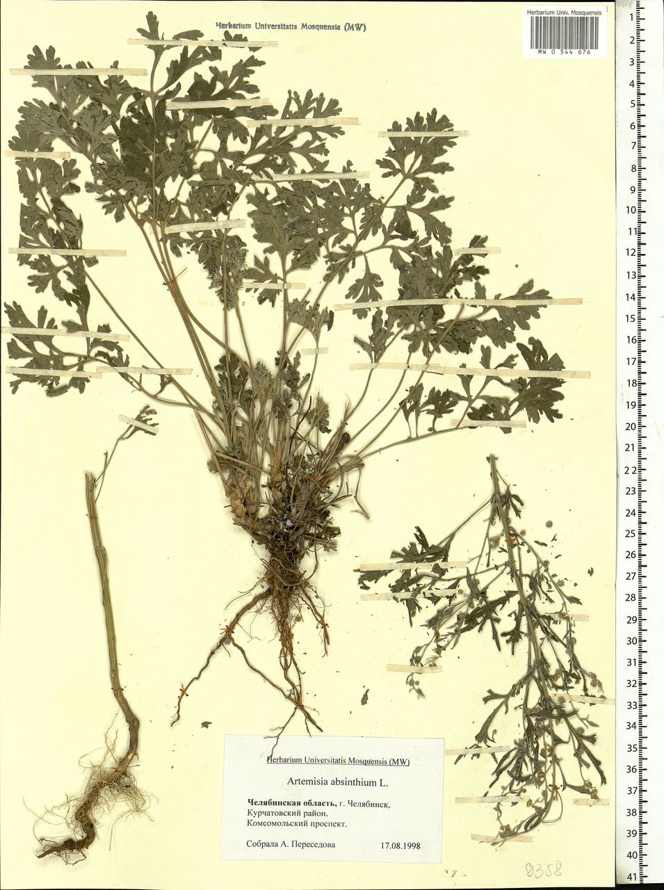 Artemisia absinthium L., Eastern Europe, Eastern region (E10) (Russia)