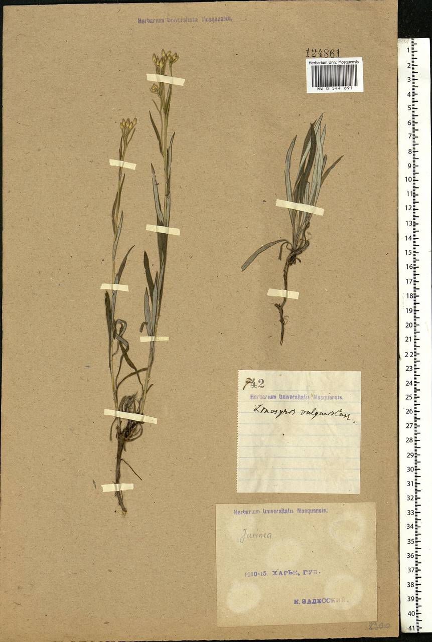 Jurinea, Eastern Europe, North Ukrainian region (E11) (Ukraine)