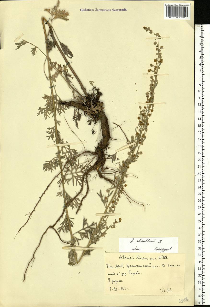 Artemisia absinthium L., Eastern Europe, Eastern region (E10) (Russia)