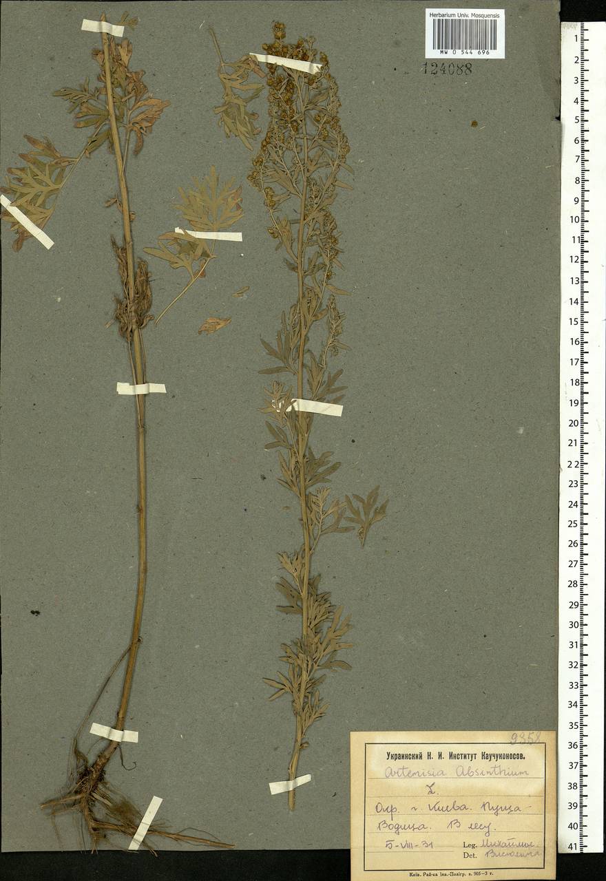 Artemisia absinthium L., Eastern Europe, North Ukrainian region (E11) (Ukraine)