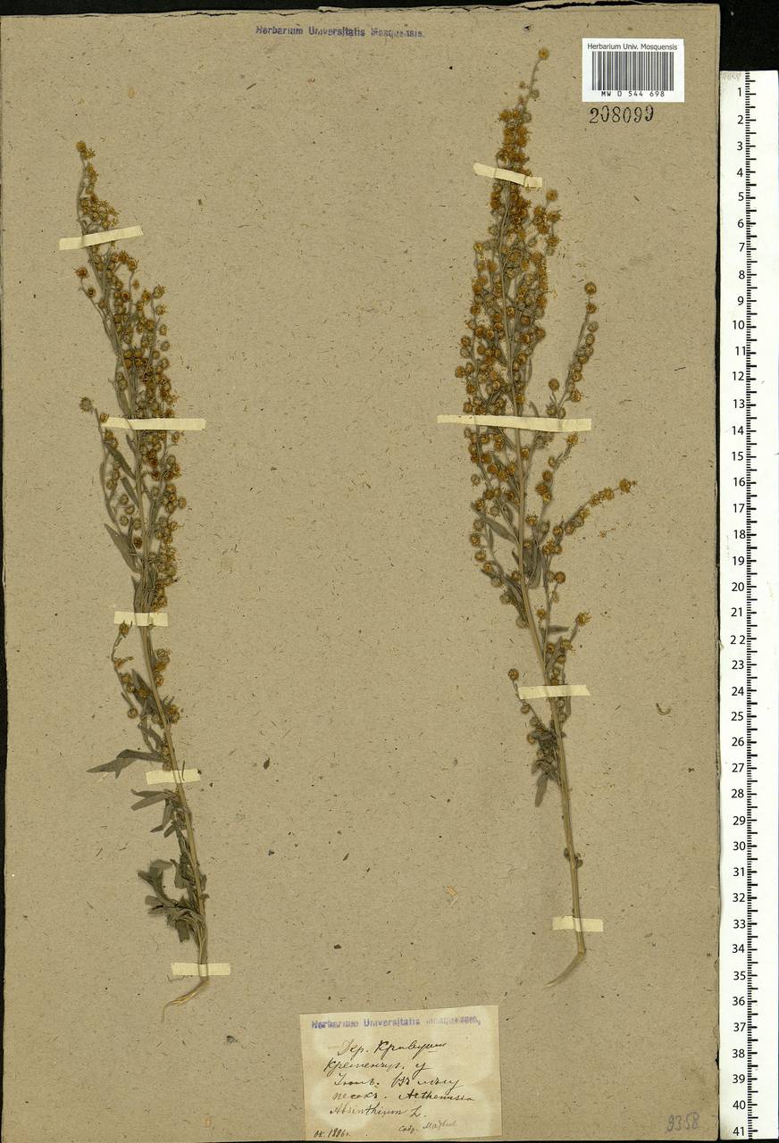 Artemisia absinthium L., Eastern Europe, North Ukrainian region (E11) (Ukraine)