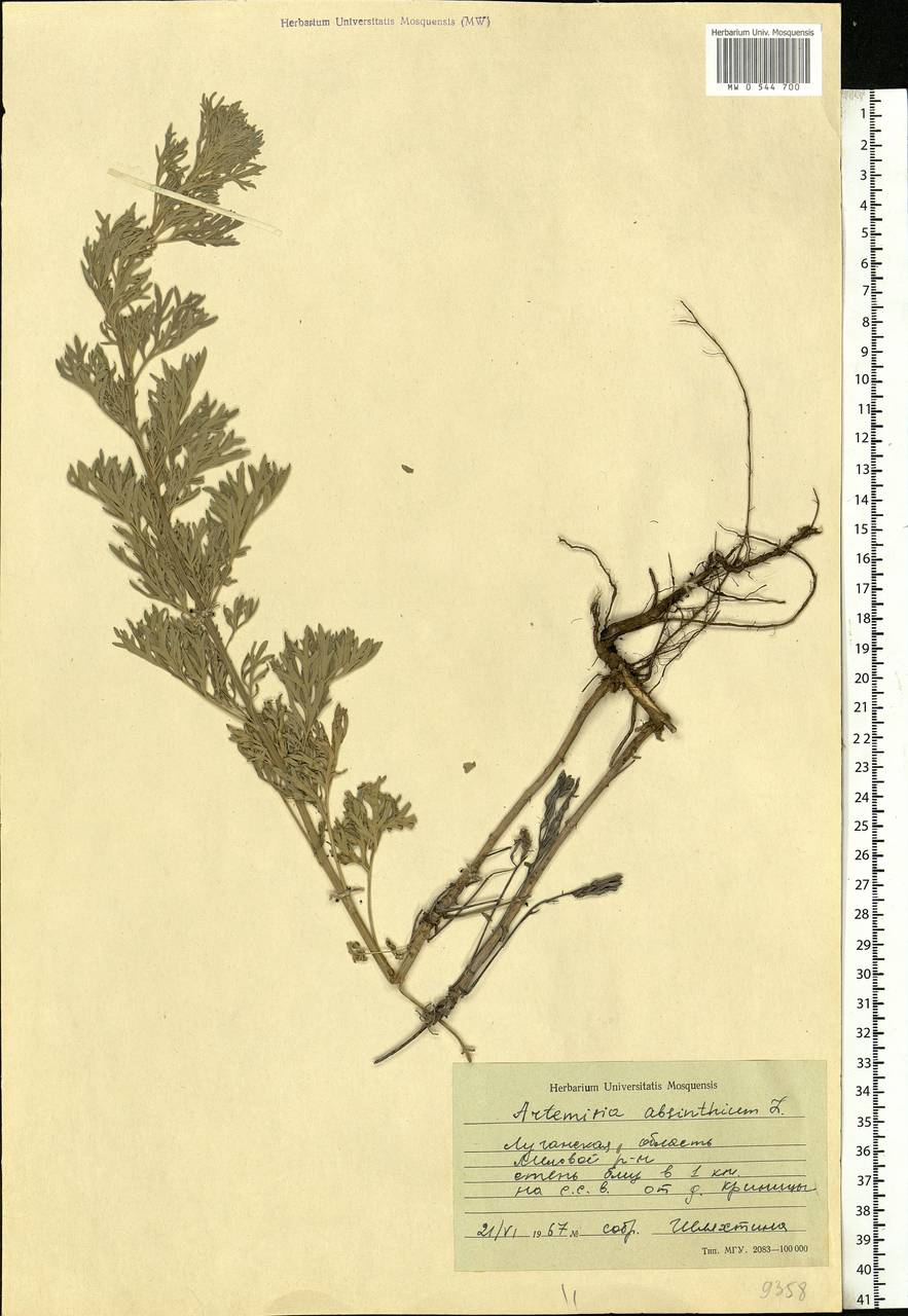 Artemisia absinthium L., Eastern Europe, North Ukrainian region (E11) (Ukraine)