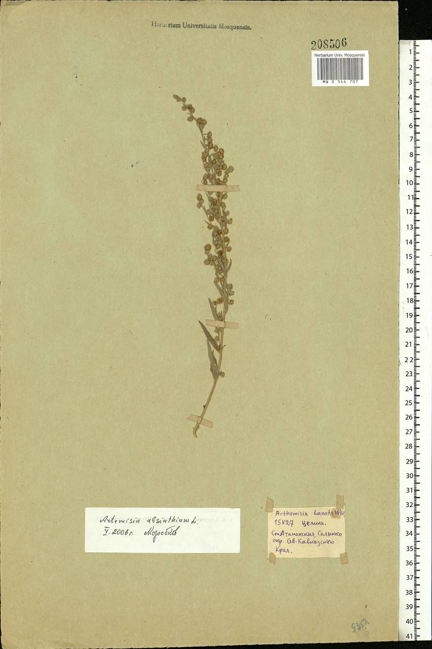 Artemisia absinthium L., Eastern Europe, Rostov Oblast (E12a) (Russia)