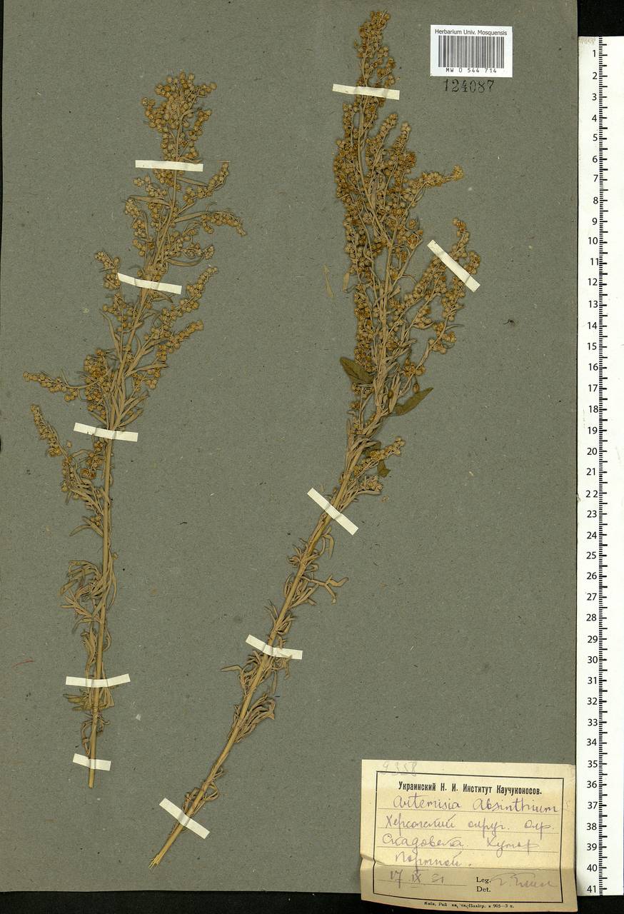 Artemisia absinthium L., Eastern Europe, South Ukrainian region (E12) (Ukraine)