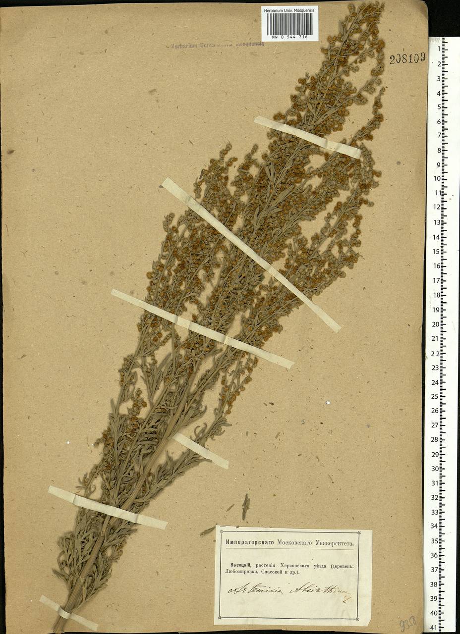 Artemisia absinthium L., Eastern Europe, South Ukrainian region (E12) (Ukraine)