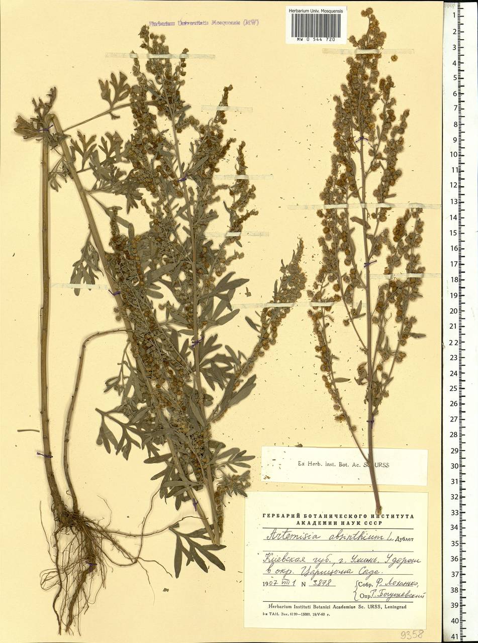 Artemisia absinthium L., Eastern Europe, North Ukrainian region (E11) (Ukraine)
