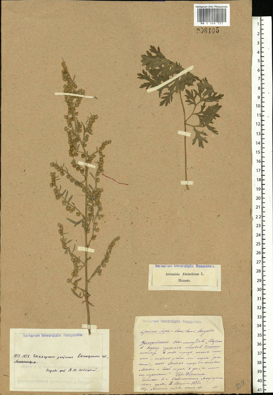 Artemisia absinthium L., Eastern Europe, South Ukrainian region (E12) (Ukraine)