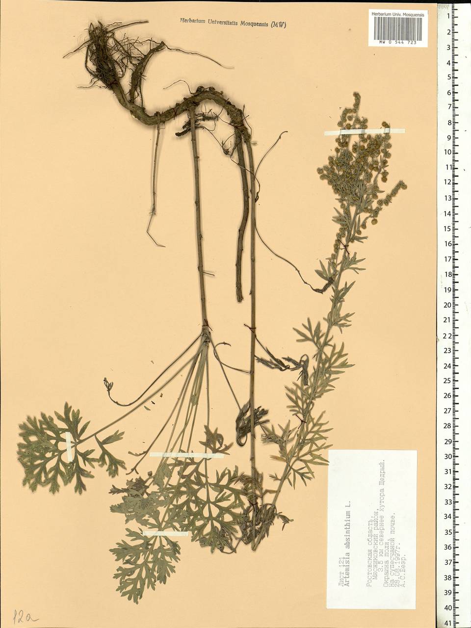 Artemisia absinthium L., Eastern Europe, Rostov Oblast (E12a) (Russia)