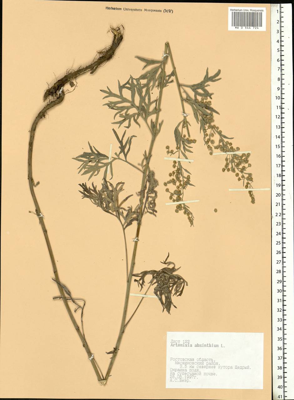 Artemisia absinthium L., Eastern Europe, Rostov Oblast (E12a) (Russia)