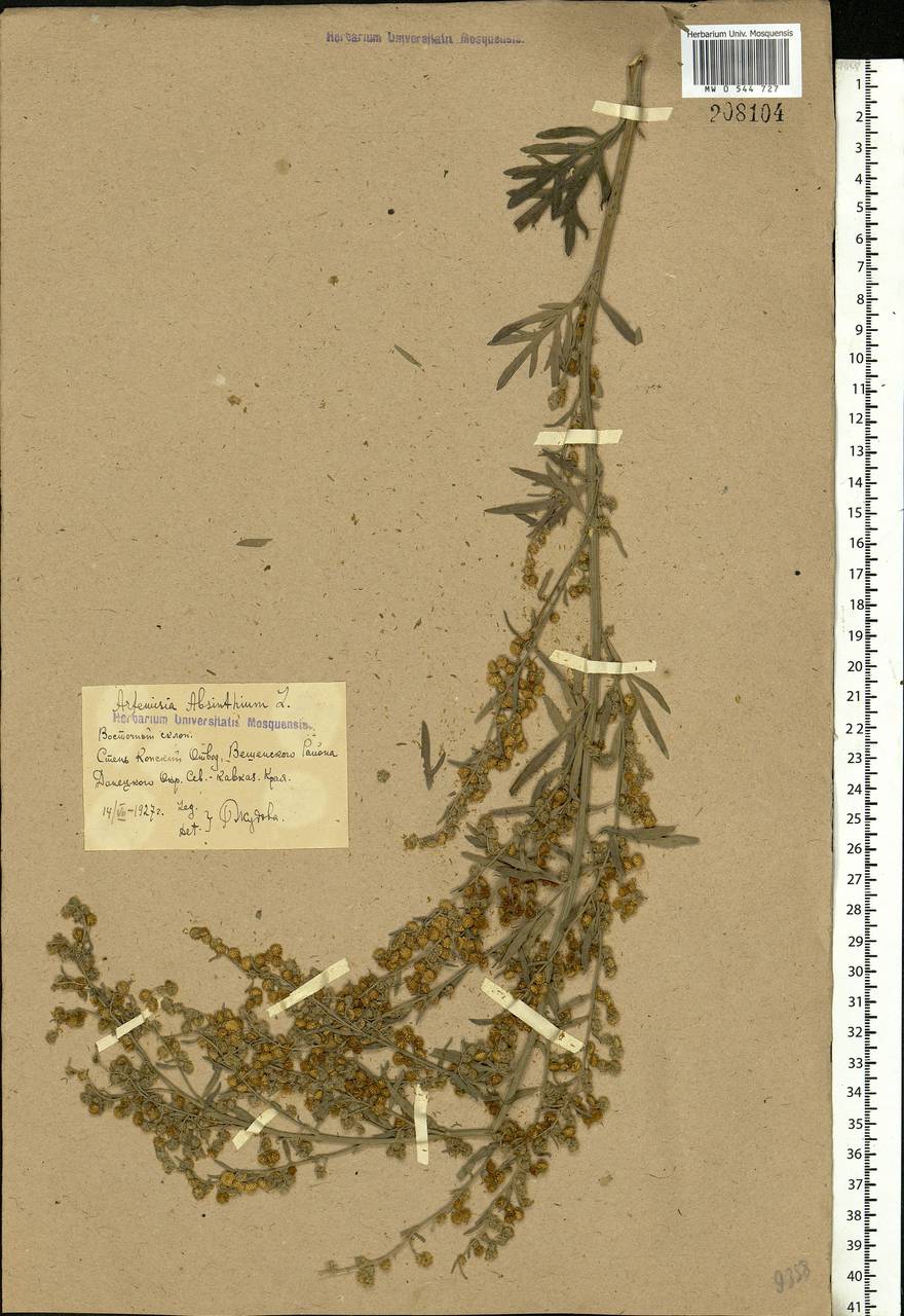 Artemisia absinthium L., Eastern Europe, Rostov Oblast (E12a) (Russia)