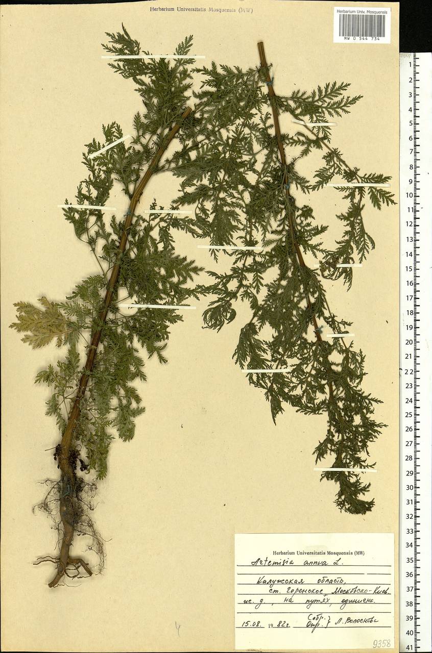 Artemisia annua L., Eastern Europe, Central region (E4) (Russia)