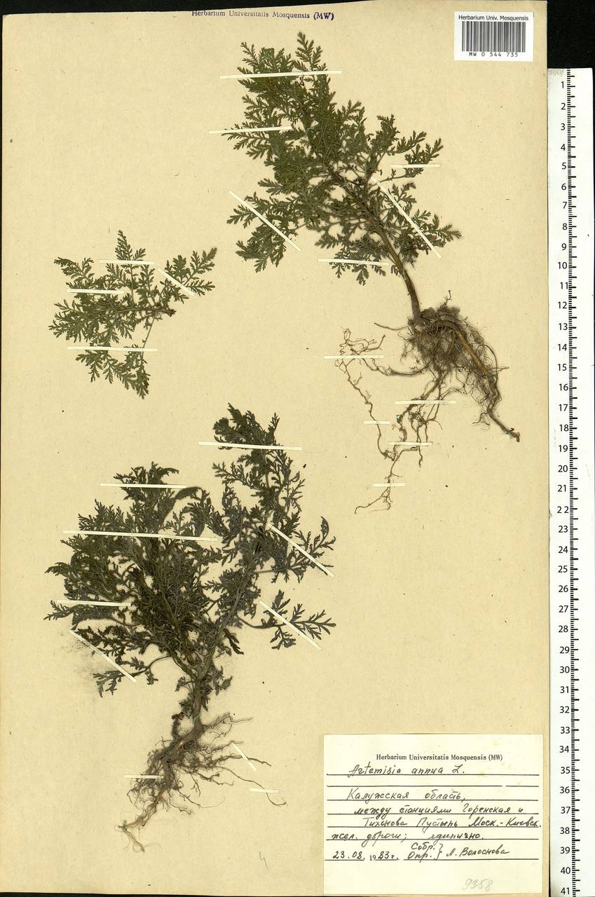 Artemisia annua L., Eastern Europe, Central region (E4) (Russia)