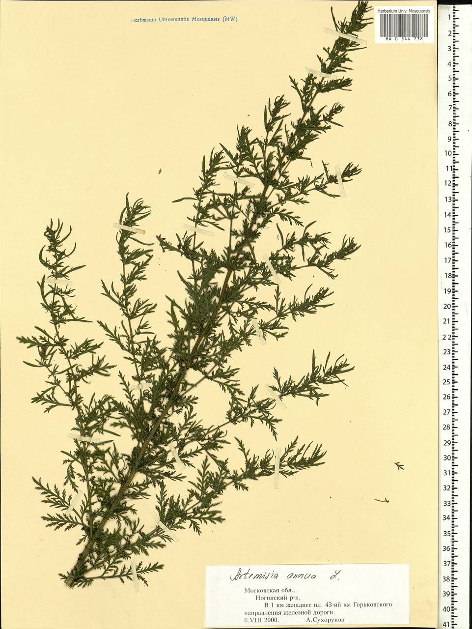 Artemisia annua L., Eastern Europe, Moscow region (E4a) (Russia)