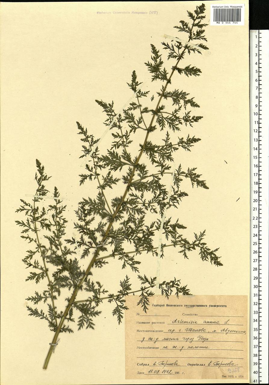 Artemisia annua L., Eastern Europe, Central forest region (E5) (Russia)