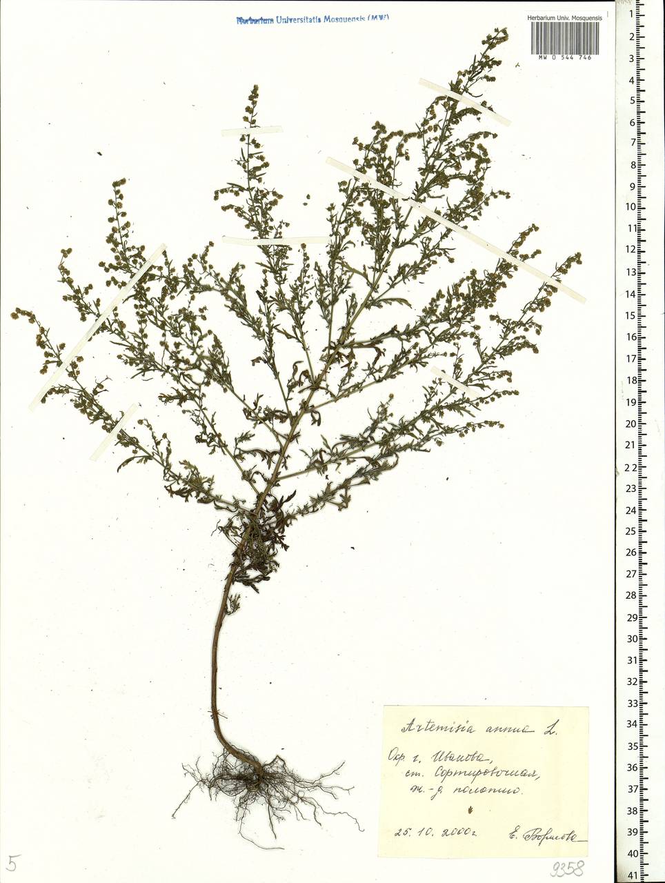 Artemisia annua L., Eastern Europe, Central forest region (E5) (Russia)