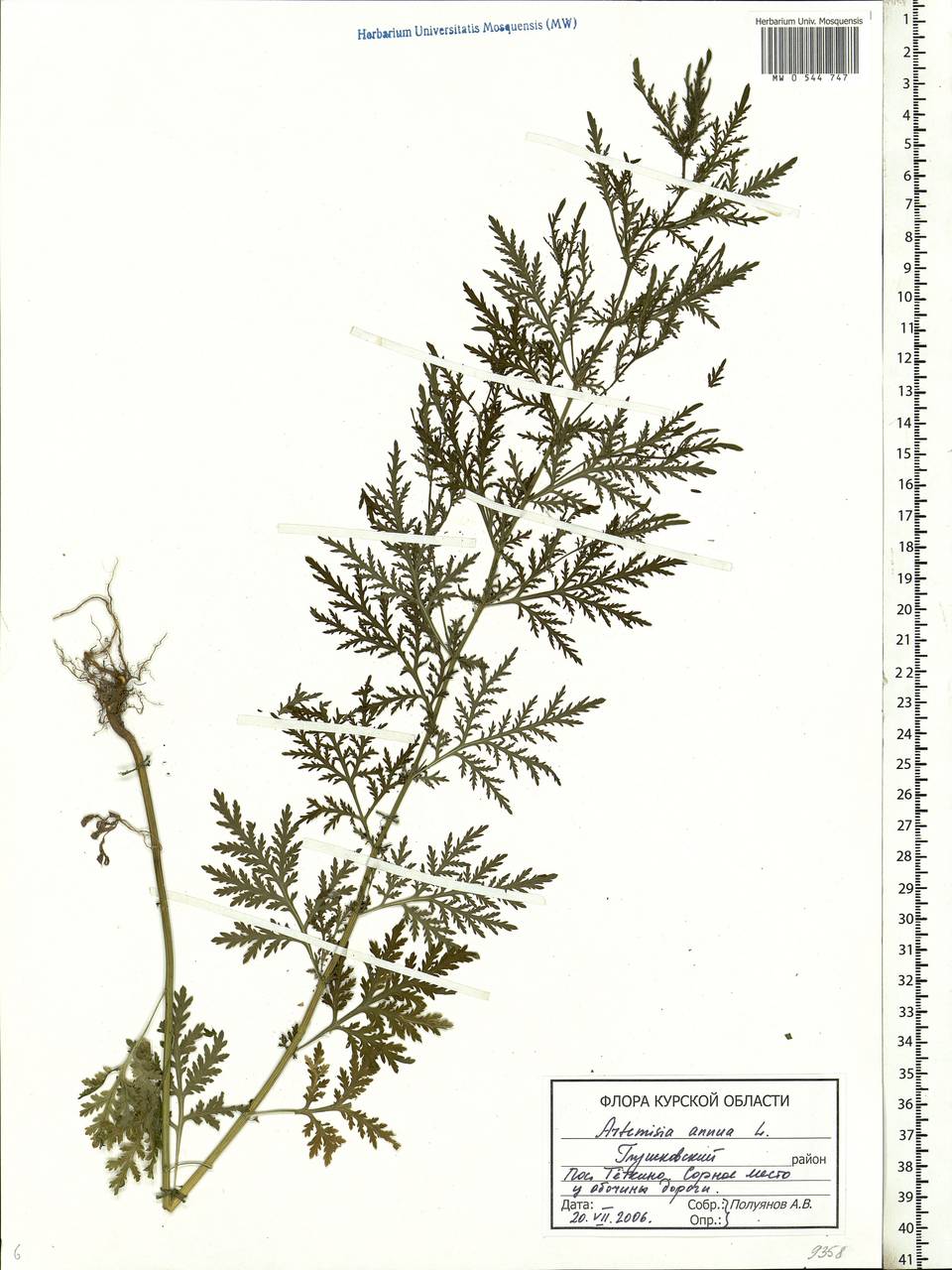 Artemisia annua L., Eastern Europe, Central forest-and-steppe region (E6) (Russia)