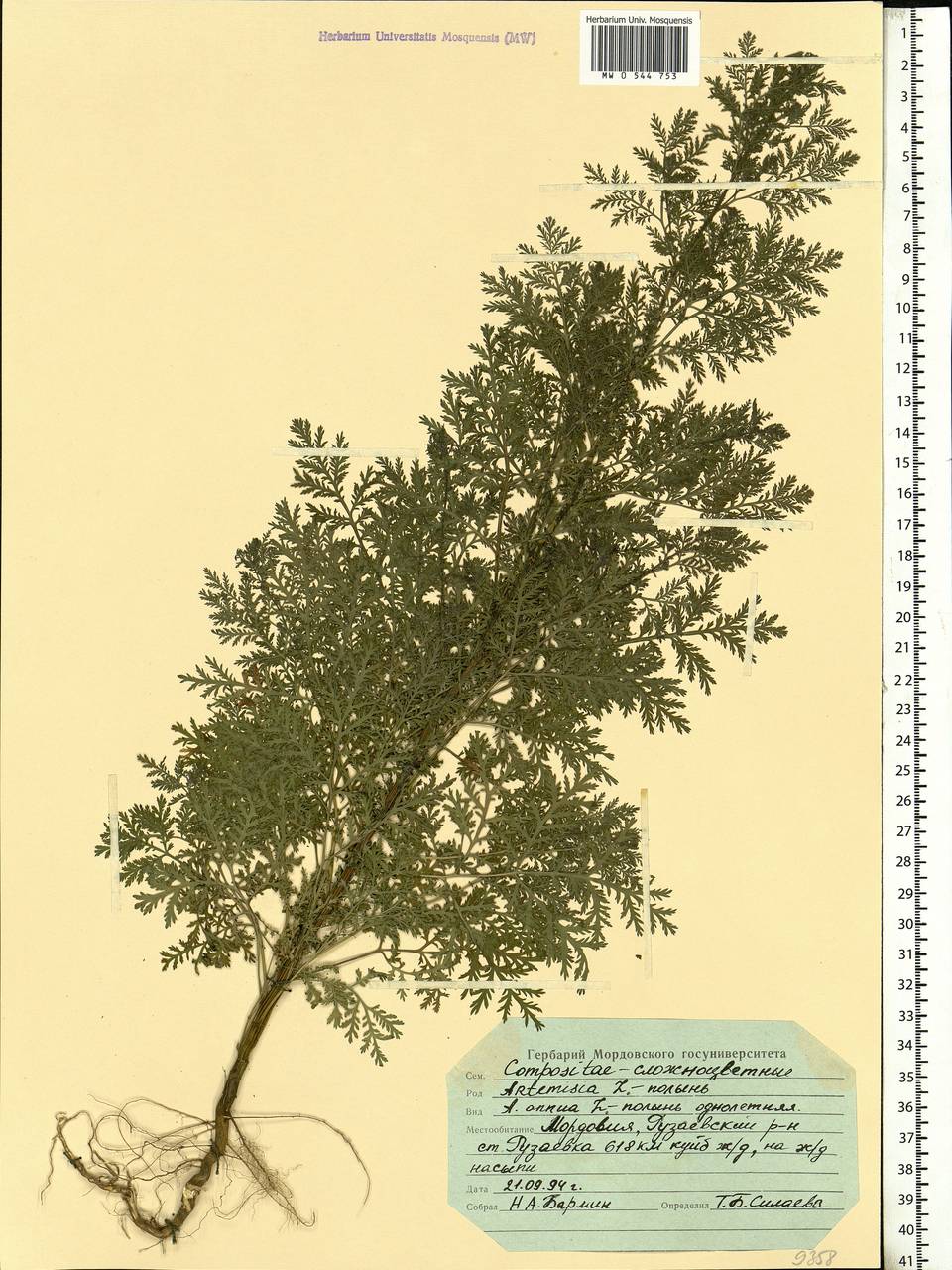 Artemisia annua L., Eastern Europe, Middle Volga region (E8) (Russia)