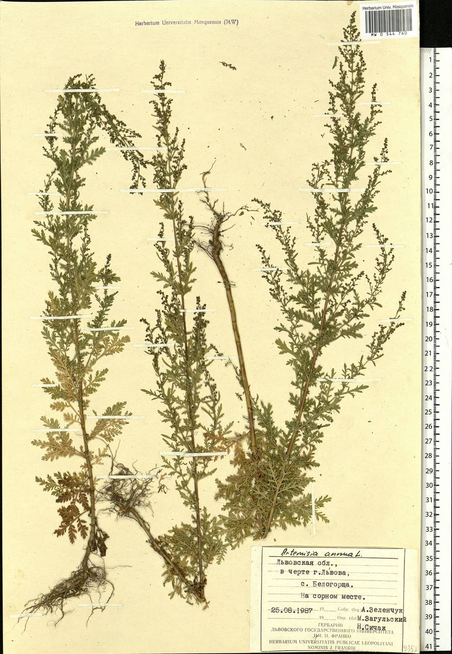 Artemisia annua L., Eastern Europe, West Ukrainian region (E13) (Ukraine)