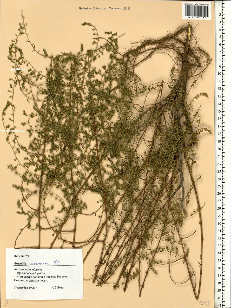 Artemisia arenaria DC., Eastern Europe, Lower Volga region (E9) (Russia)