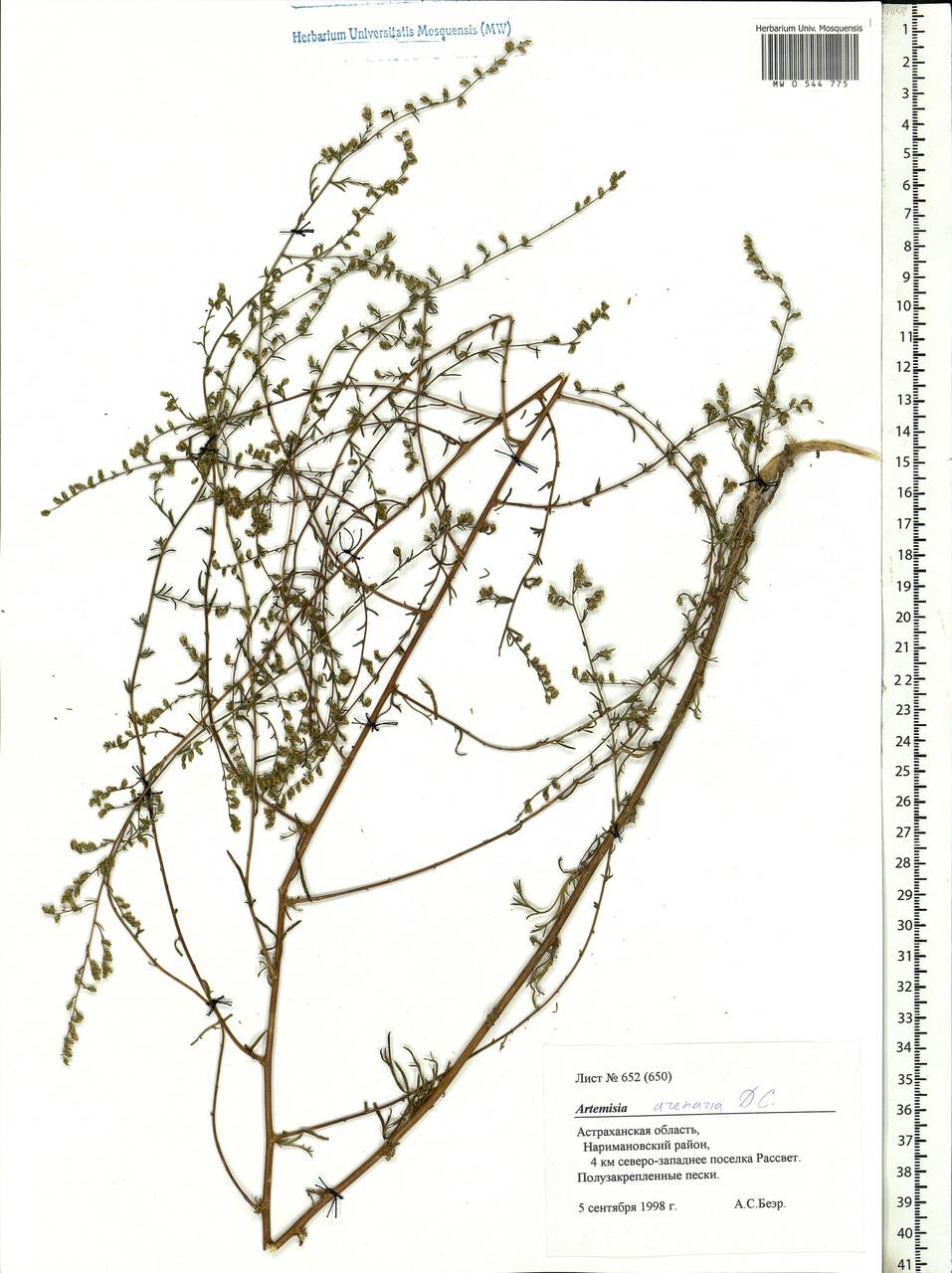 Artemisia arenaria DC., Eastern Europe, Lower Volga region (E9) (Russia)