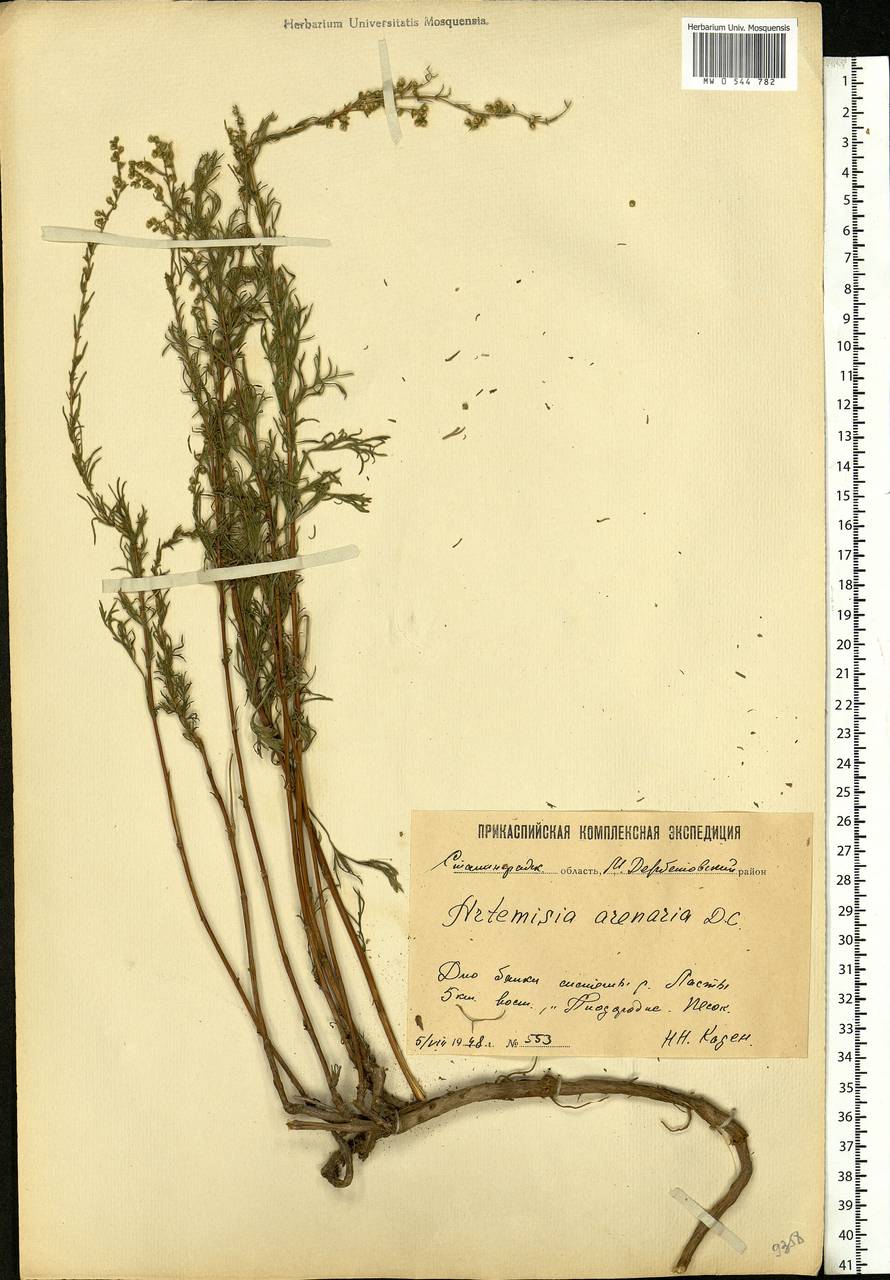 Artemisia arenaria DC., Eastern Europe, Lower Volga region (E9) (Russia)