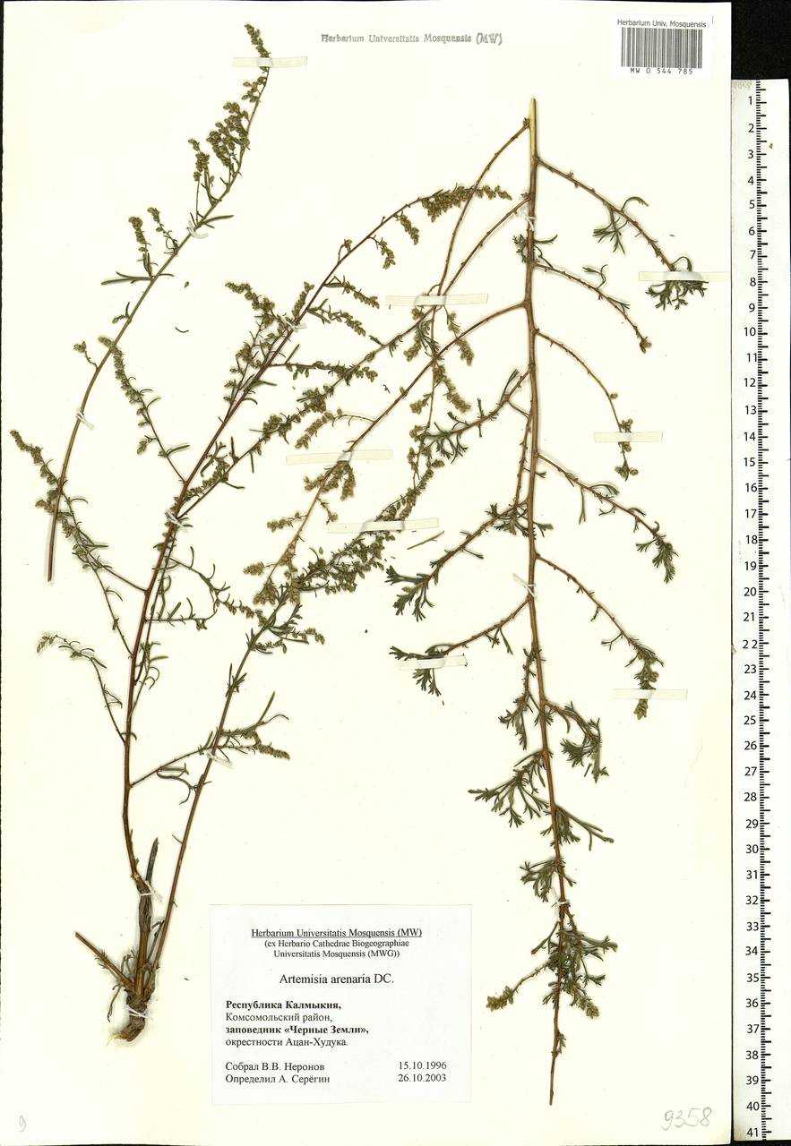 Artemisia arenaria DC., Eastern Europe, Lower Volga region (E9) (Russia)