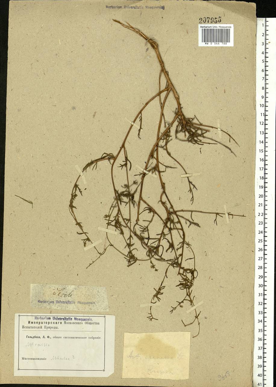 Artemisia arenaria DC., Eastern Europe, Lower Volga region (E9) (Russia)