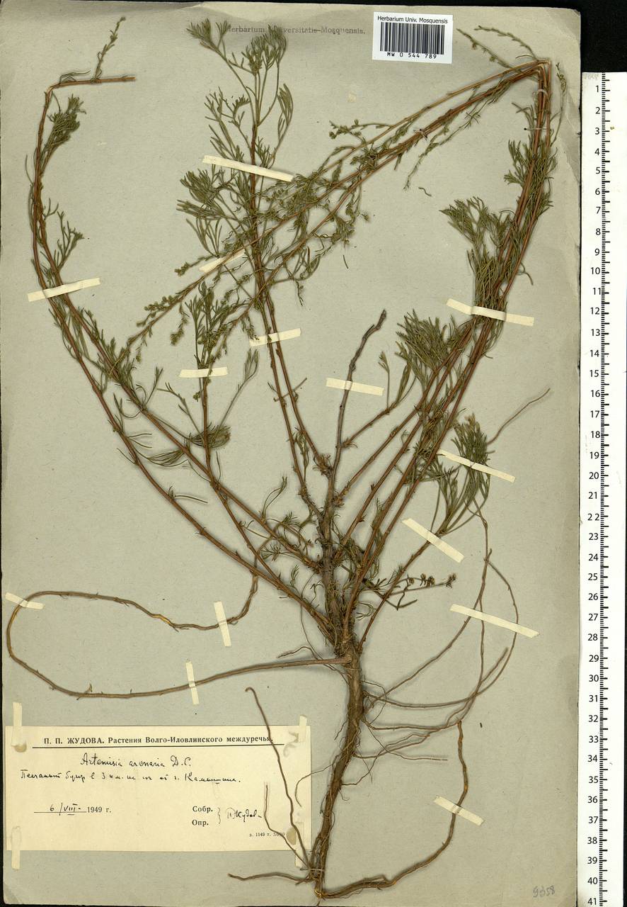 Artemisia arenaria DC., Eastern Europe, Lower Volga region (E9) (Russia)