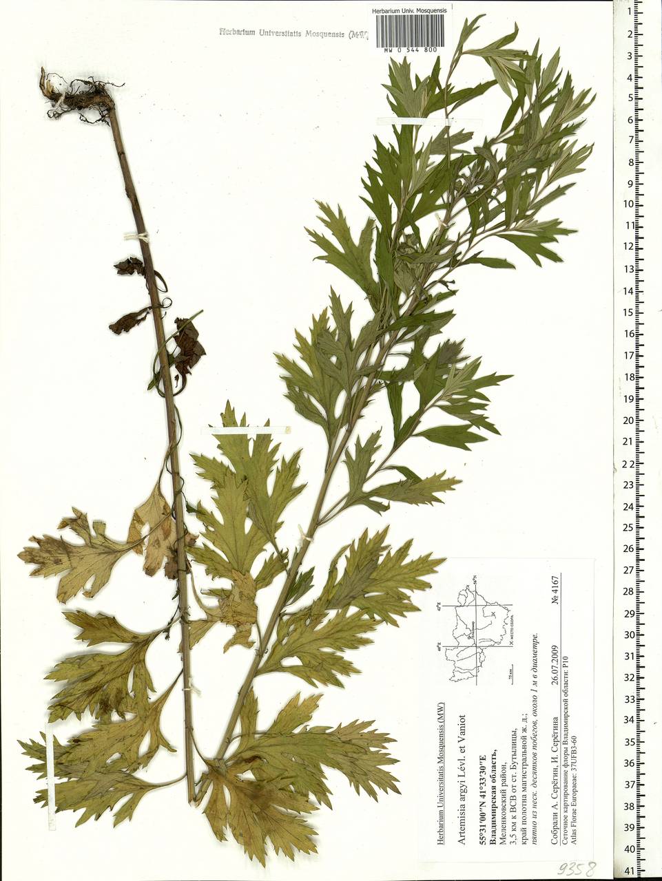 Растение Artemisia argyi